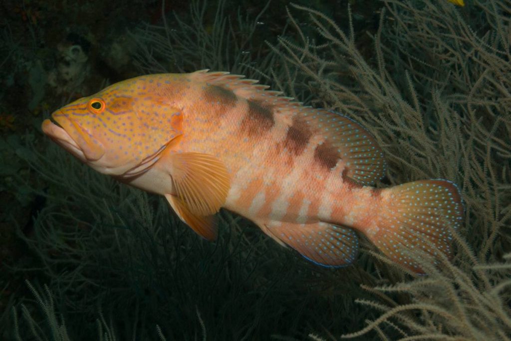 coral reef fish grouper