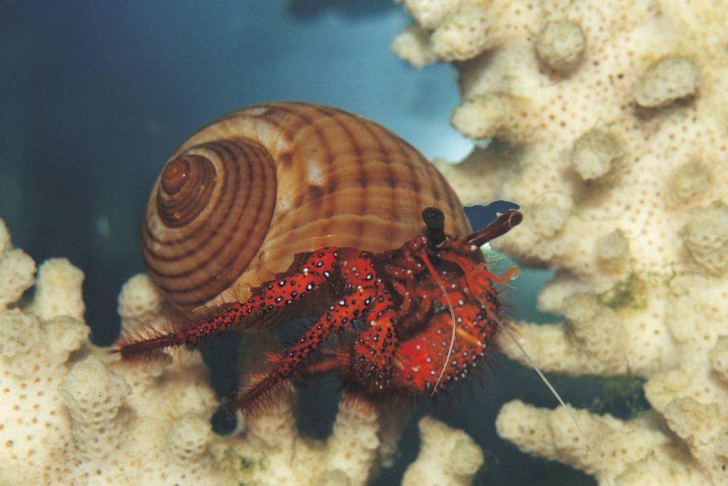 coral reef animals crustaceans hermit crab