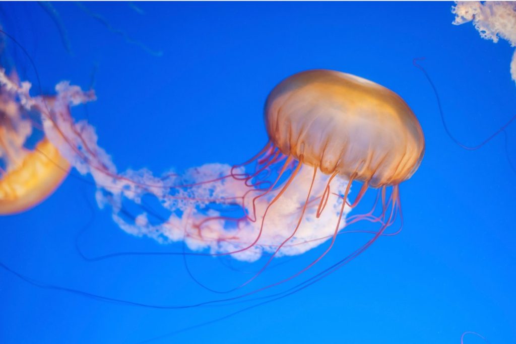 coral reef animals jellyfish cnidaria