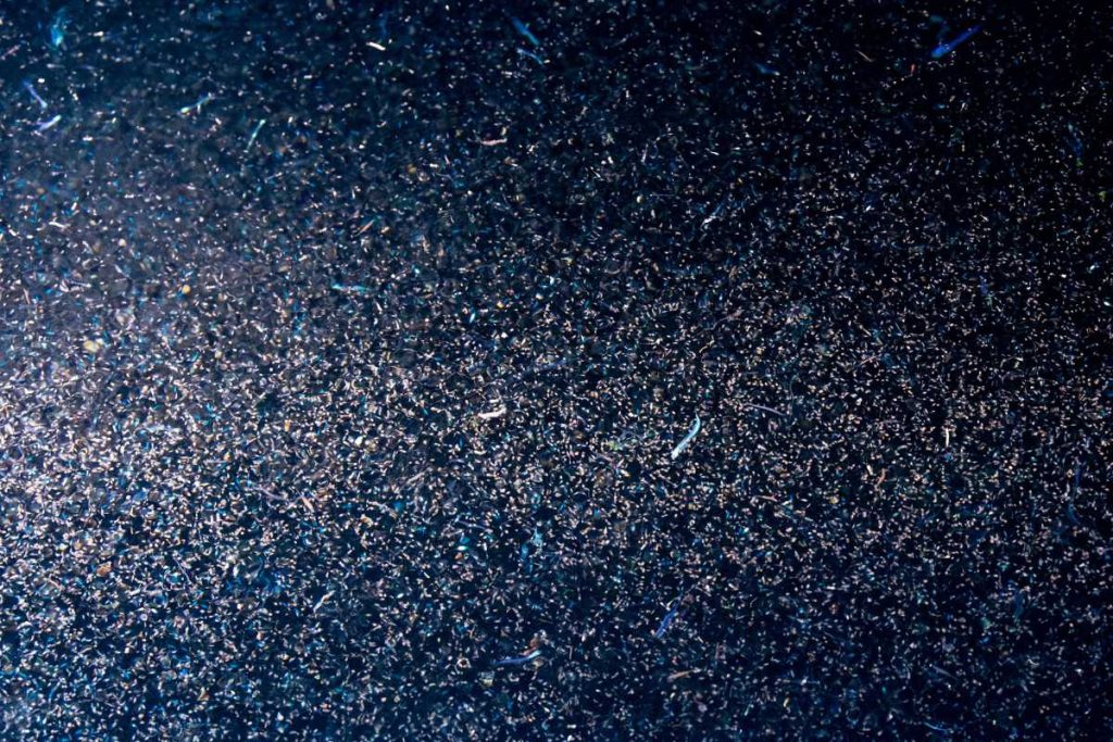 coral reef animals zooplankton krill