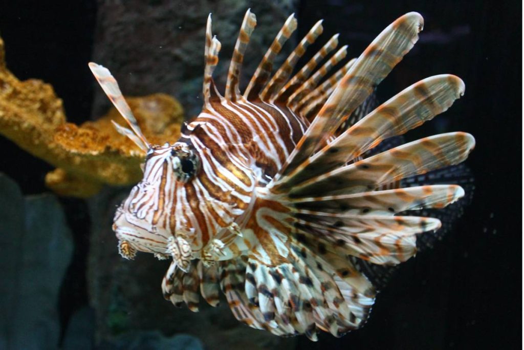coral reef fish lionfish