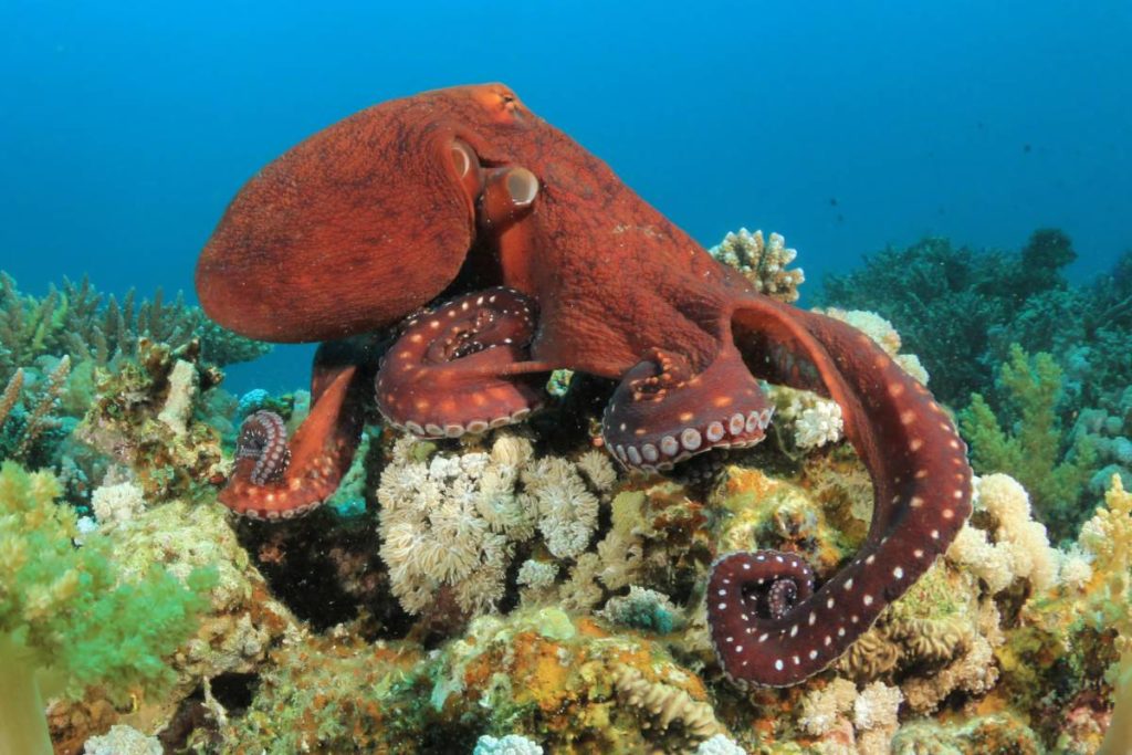 coral reef animals mollusks octopus