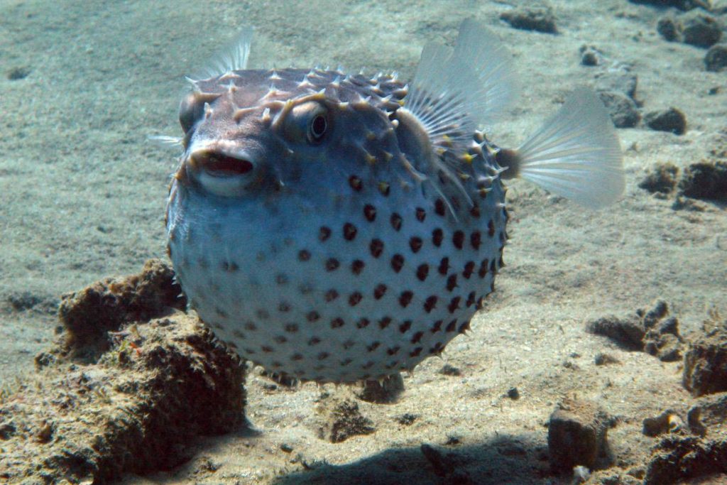 coral reef fish pufferfish