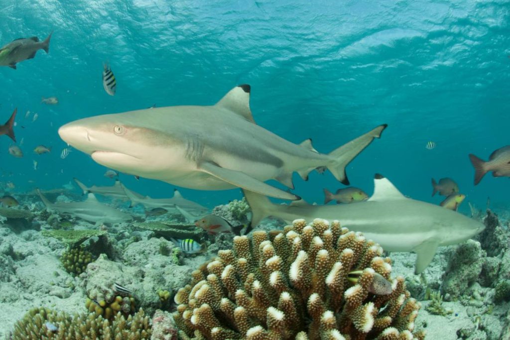 coral reef fish shark