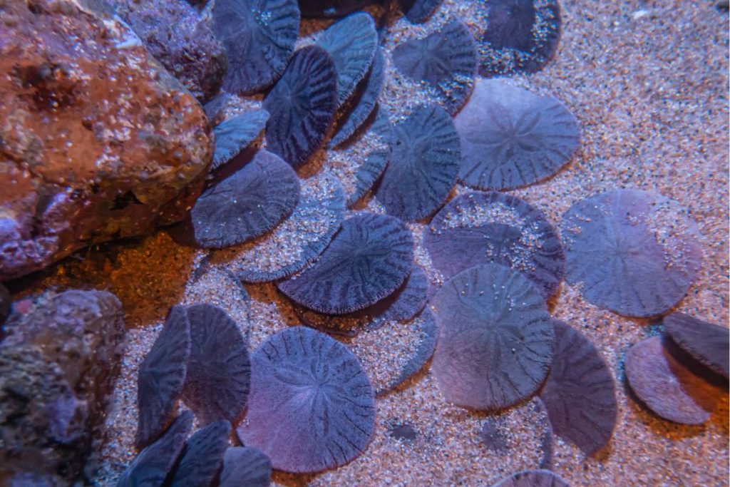coral reef animals echinoderms sand dollar