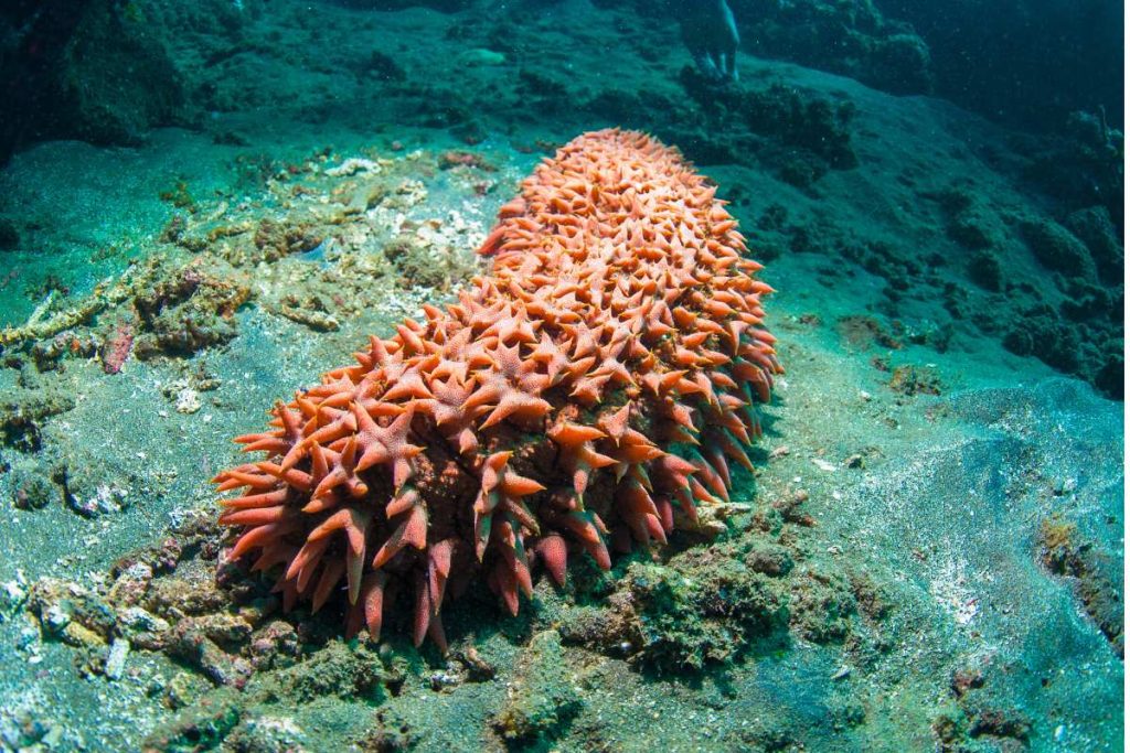 coral reef animals echinoderms sea cucumber