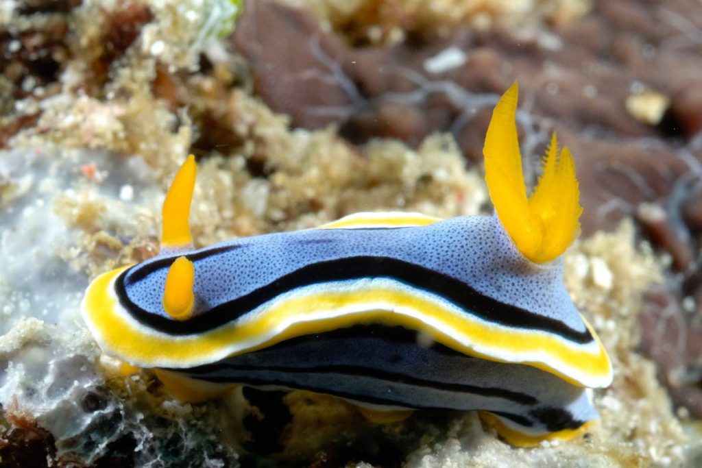 coral reef animals mollusks nudibranch