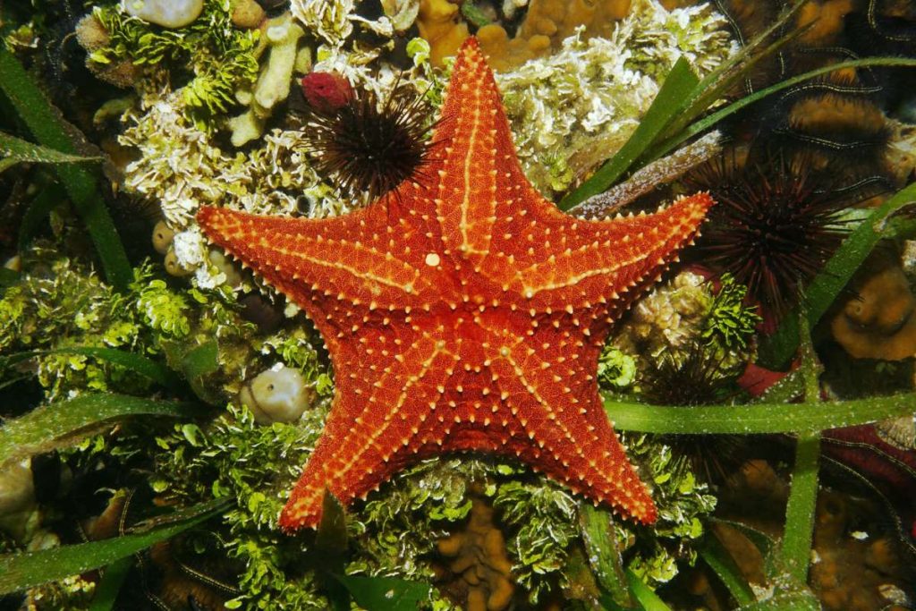 coral reef animals echinoderms sea star