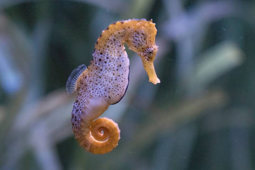 coral reef fish seahorse
