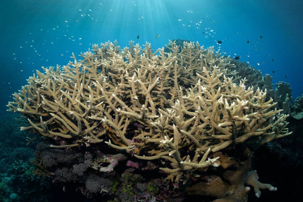 coral reef animals staghorn coral