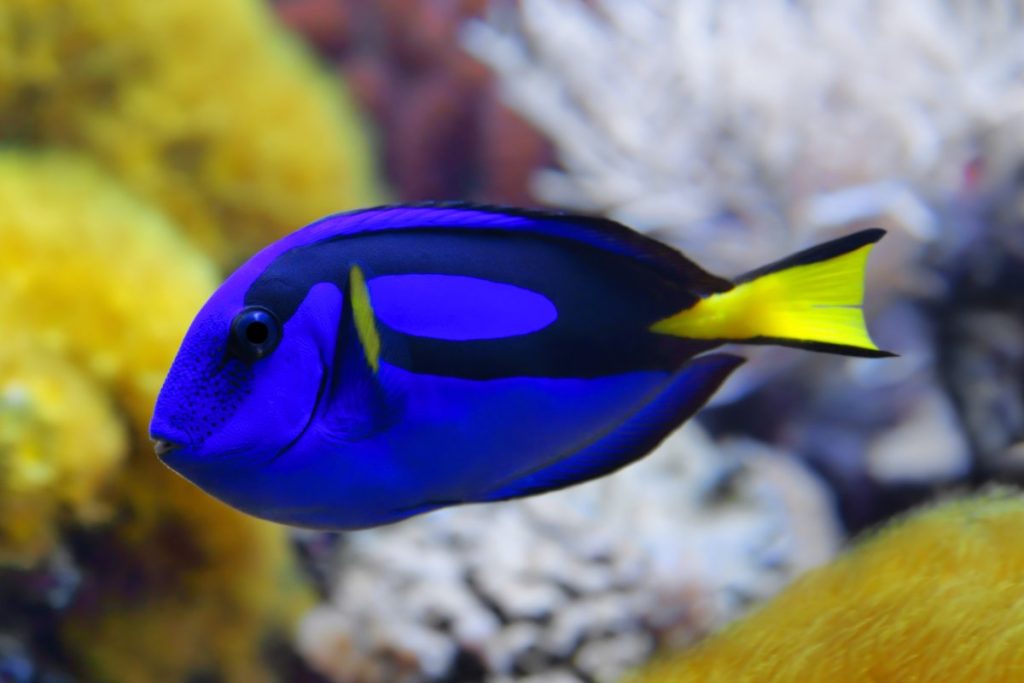 coral reef fish blue tang