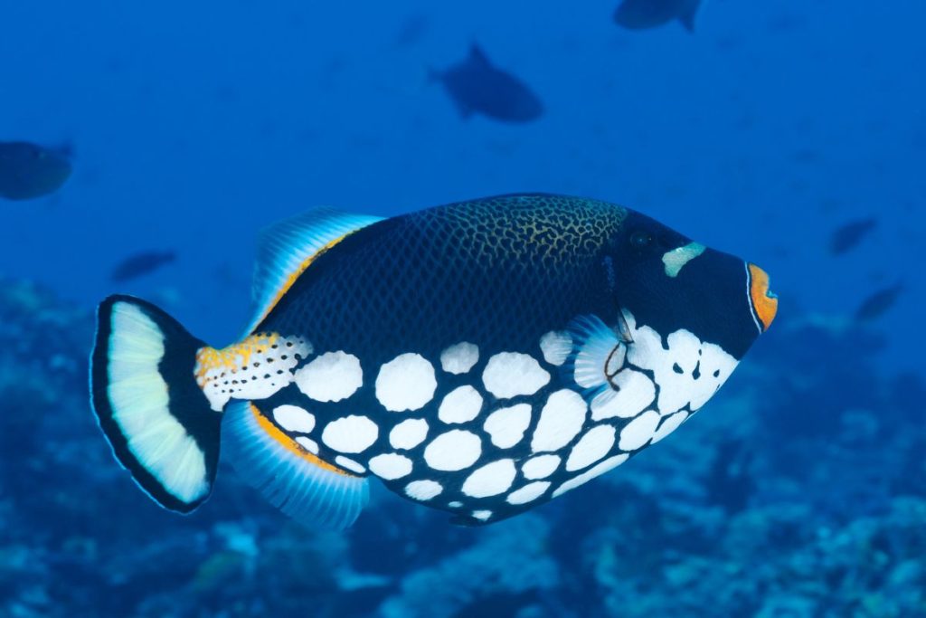 coral reef fish clown triggerfish
