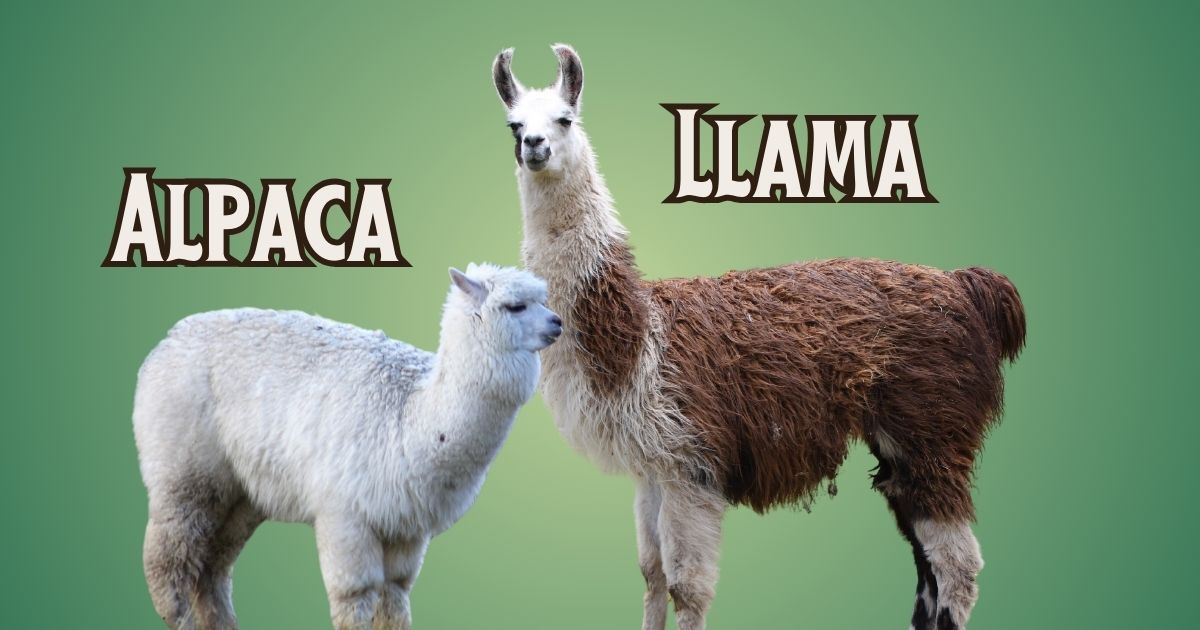 Llamas