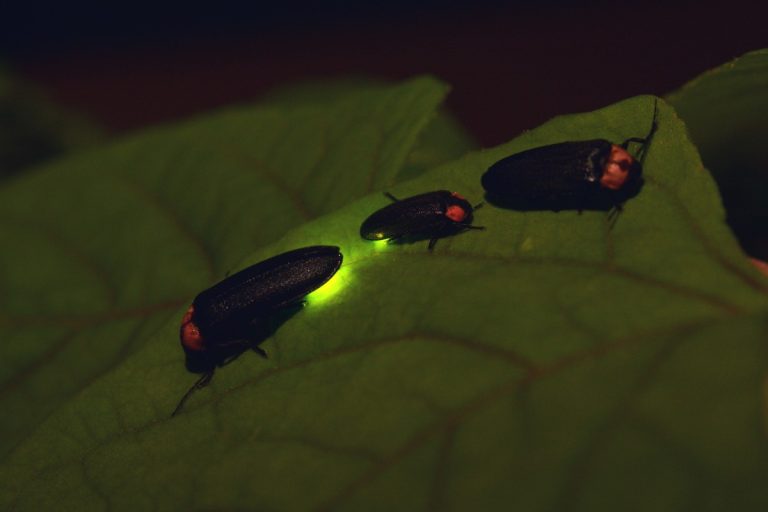 Temperate Forest Animals: Adaptations, Pictures, and Facts