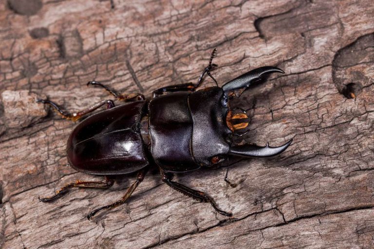 Temperate Forest Animals: Adaptations, Pictures, and Facts