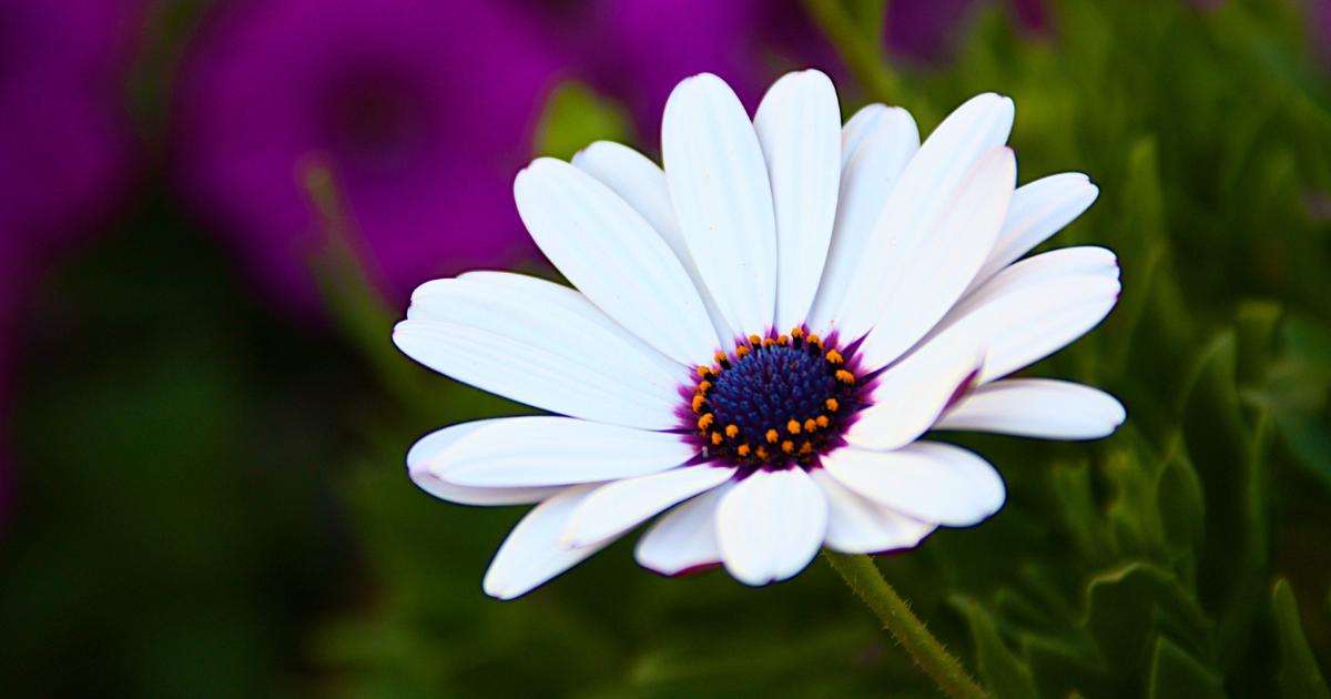 Grassland Plants: Facts, Pictures, and Adaptations