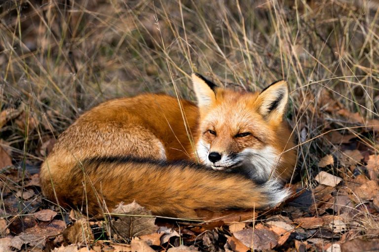 Fox Example Types of Foxes
