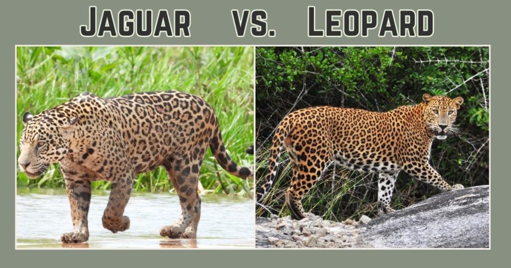 Jaguar Vs Leopard Jaguar Vs Leopard