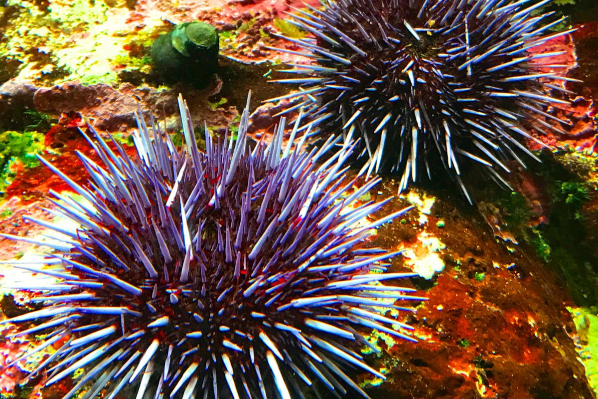 Sea Urchins