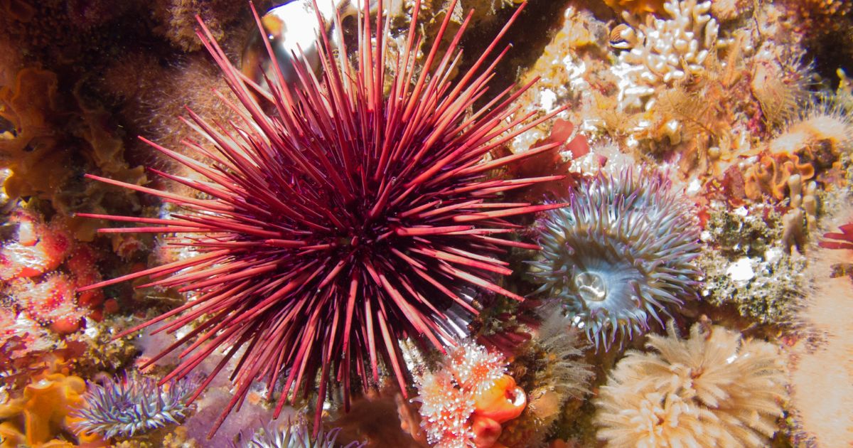 Sea Urchins