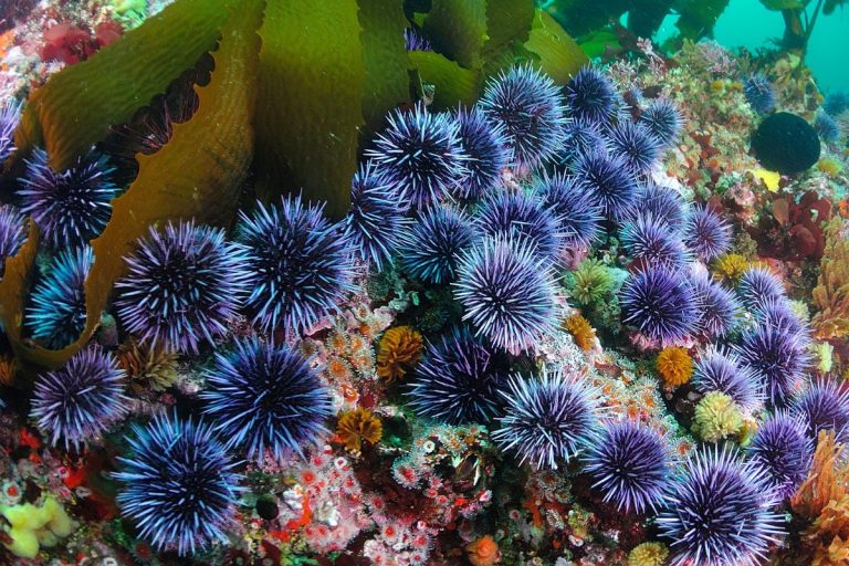 Sea Urchins