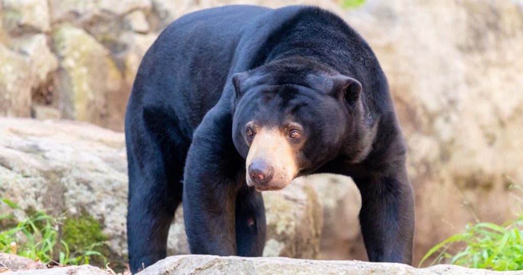 Sun bear