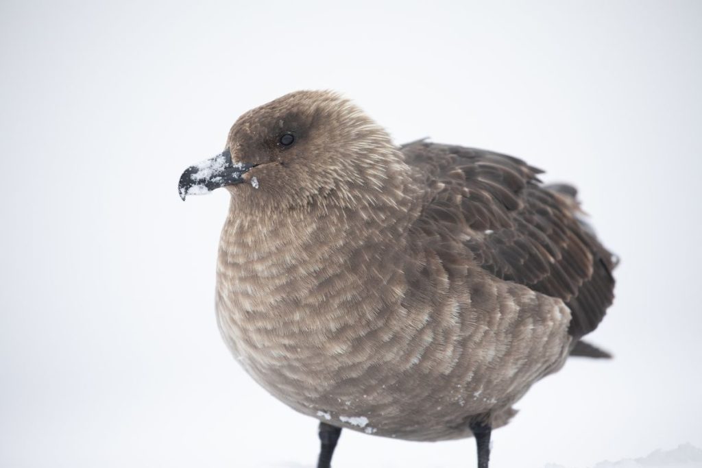 South Polar Skua
