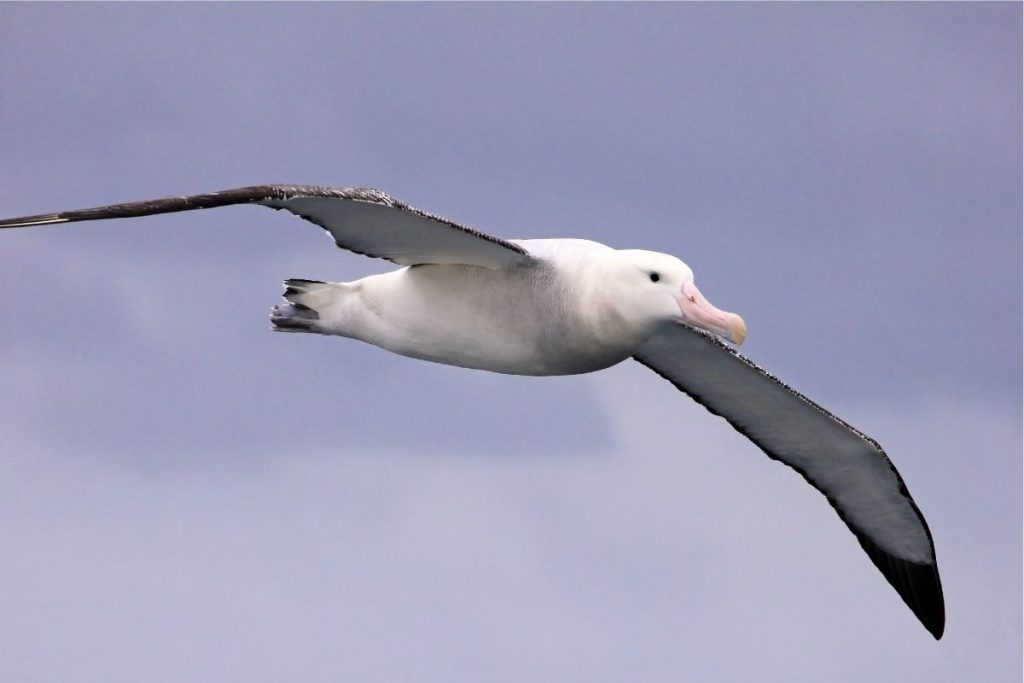 Wandering Albatross