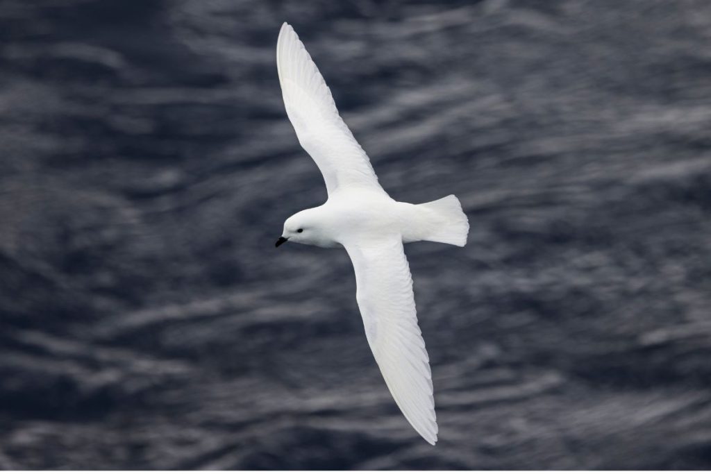 Snow petrel