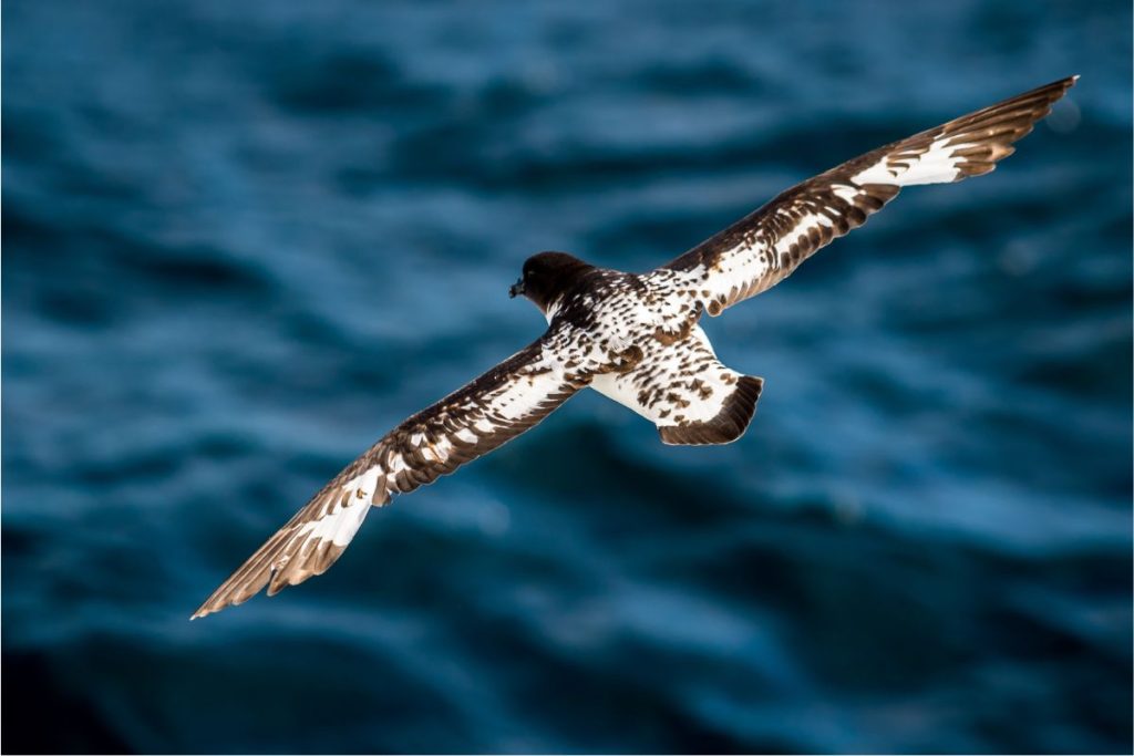 Antarctic Petrel