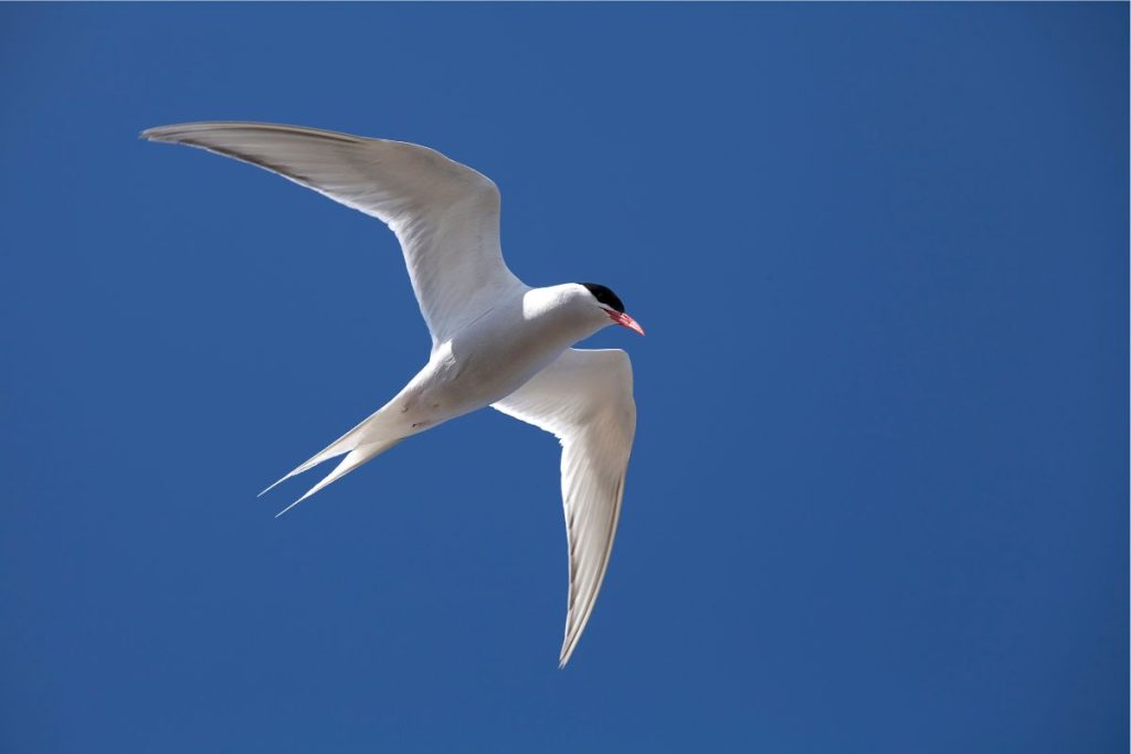 Antarctic tern