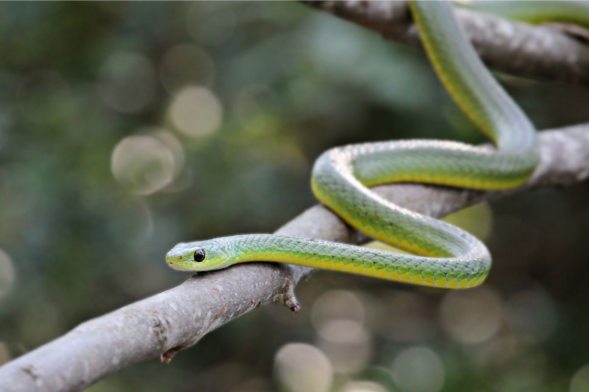 Photo inspiration: Tropical Dwelling Snake Care Reference: Types Of Snakes Pictures Facts Adaptations
