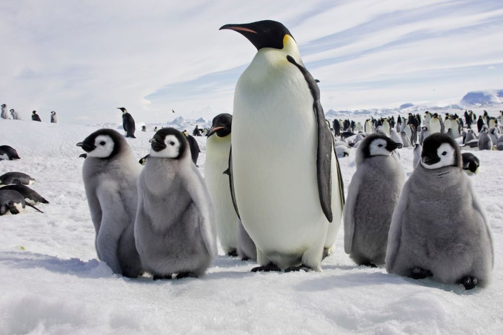 Emperor Penguin