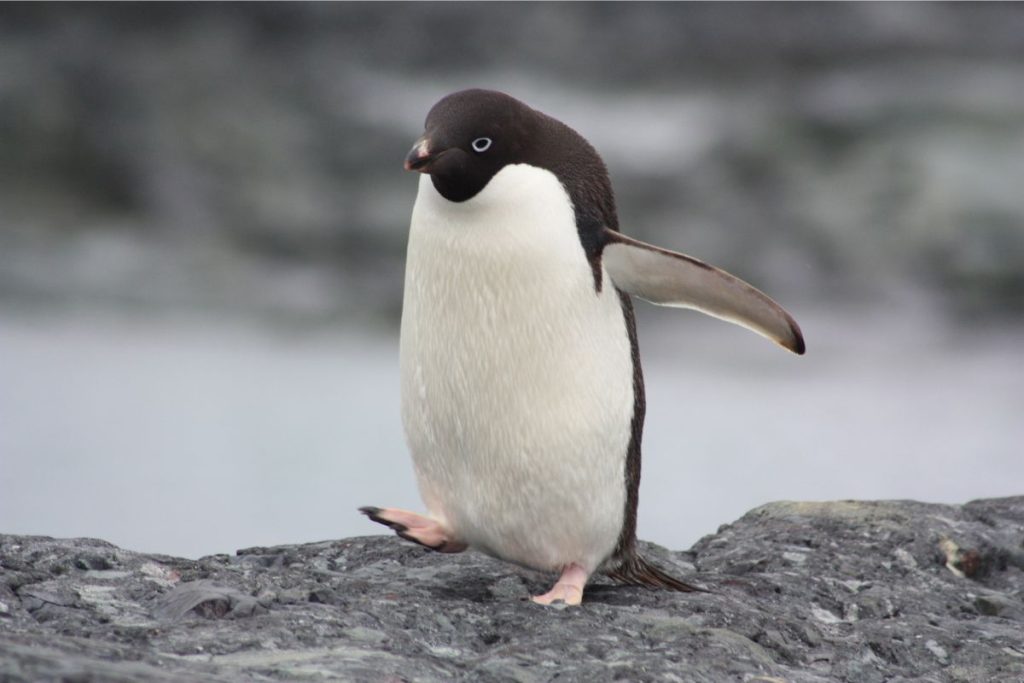 Adelie Penguin