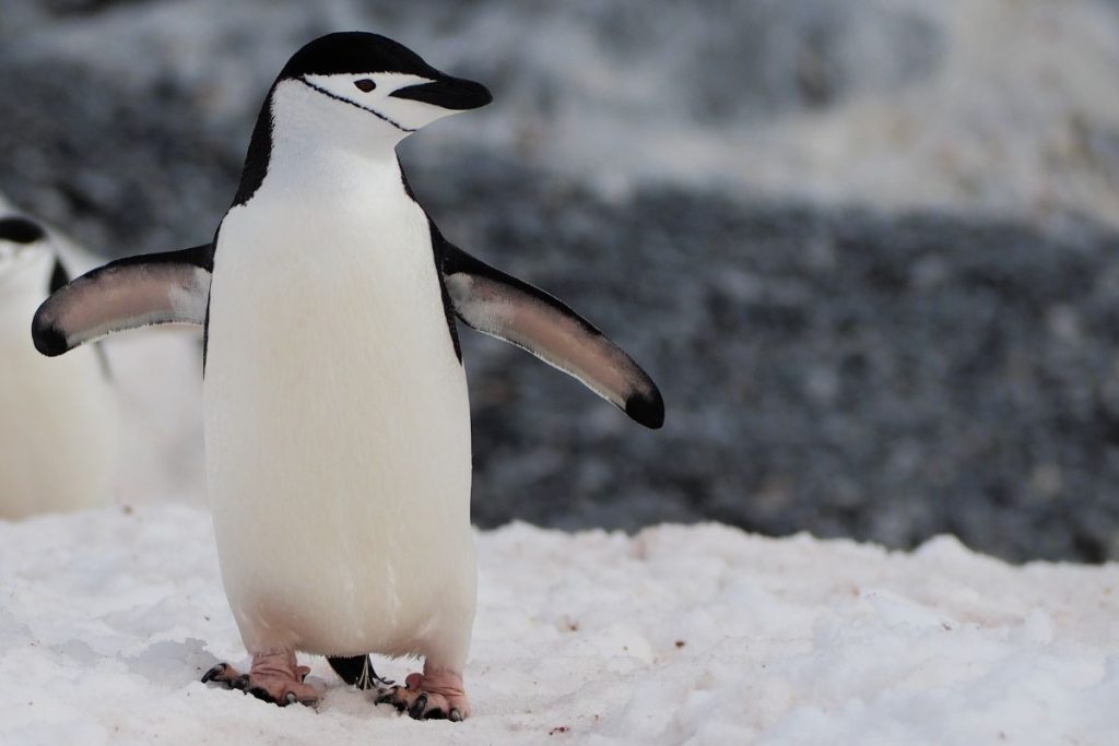 Chinstrap Penguin