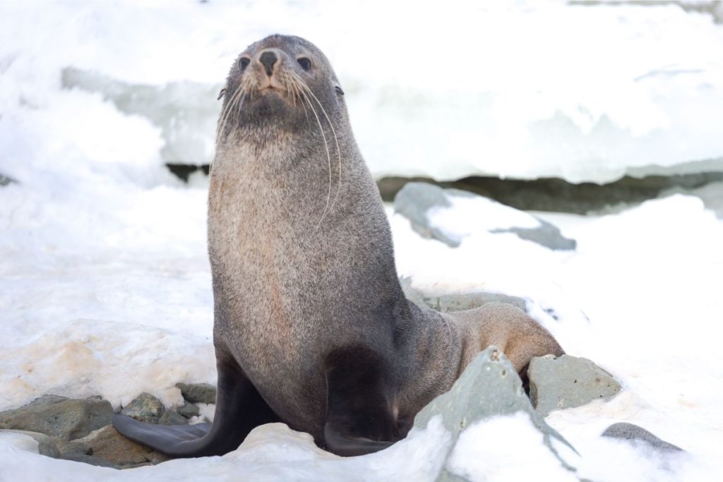 Antarctic fur seal