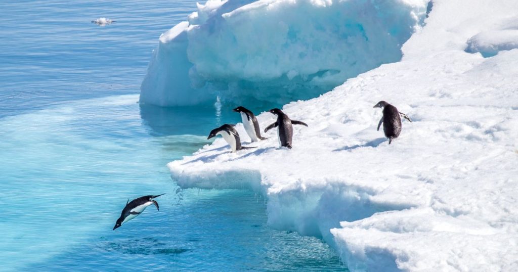 Antarctic penguins