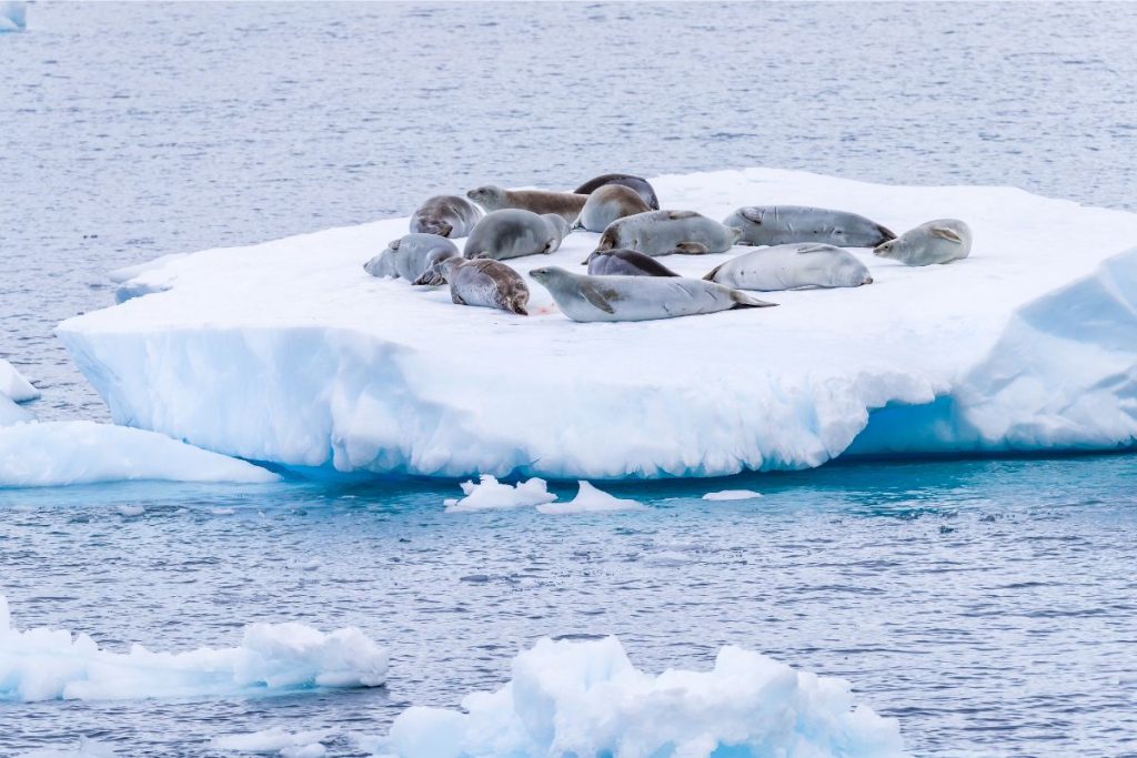 Seals on an iceberg