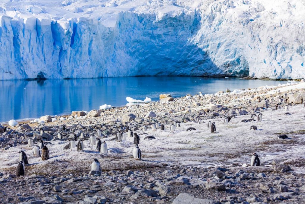 Penguins in Antarctica