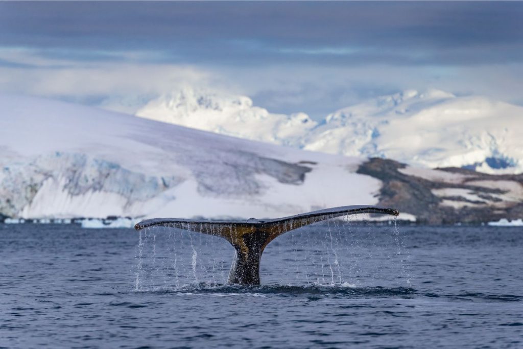 Whale Tail in Antarctica