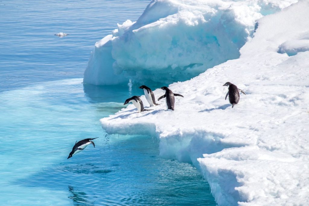 Penguins jumping off an iceberg