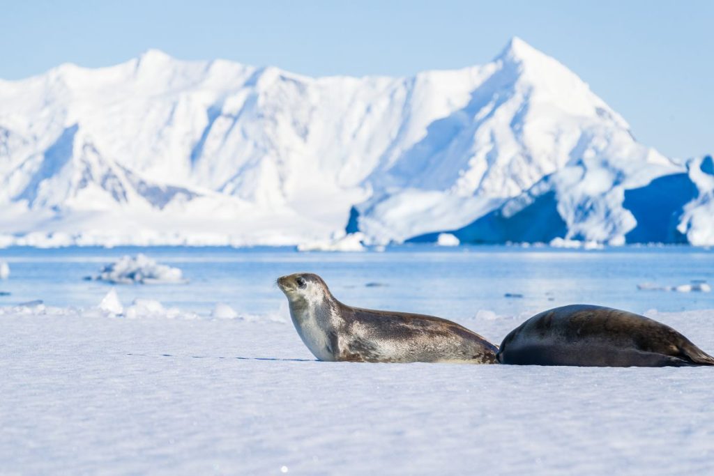Seal on an iceberg