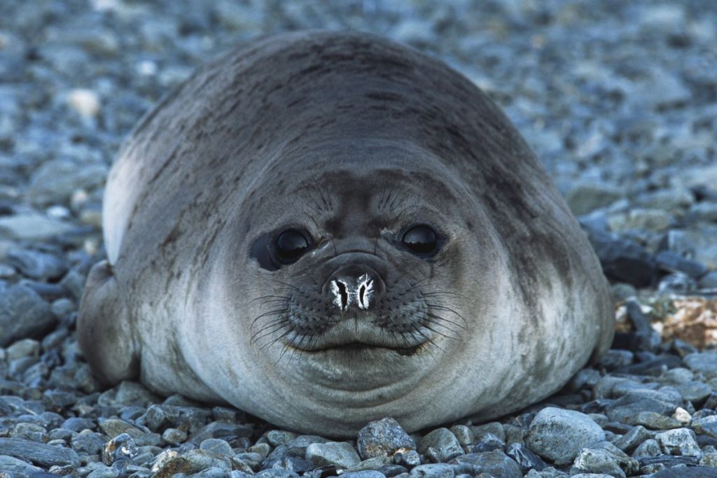 Weddell Seal