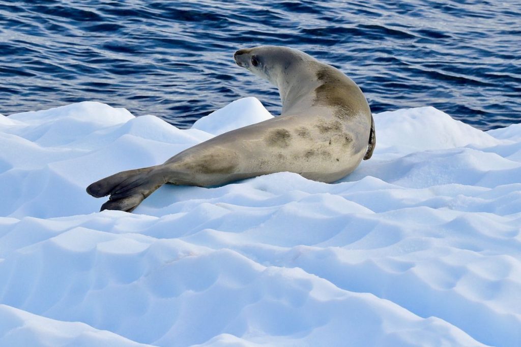 Crabeater Seal