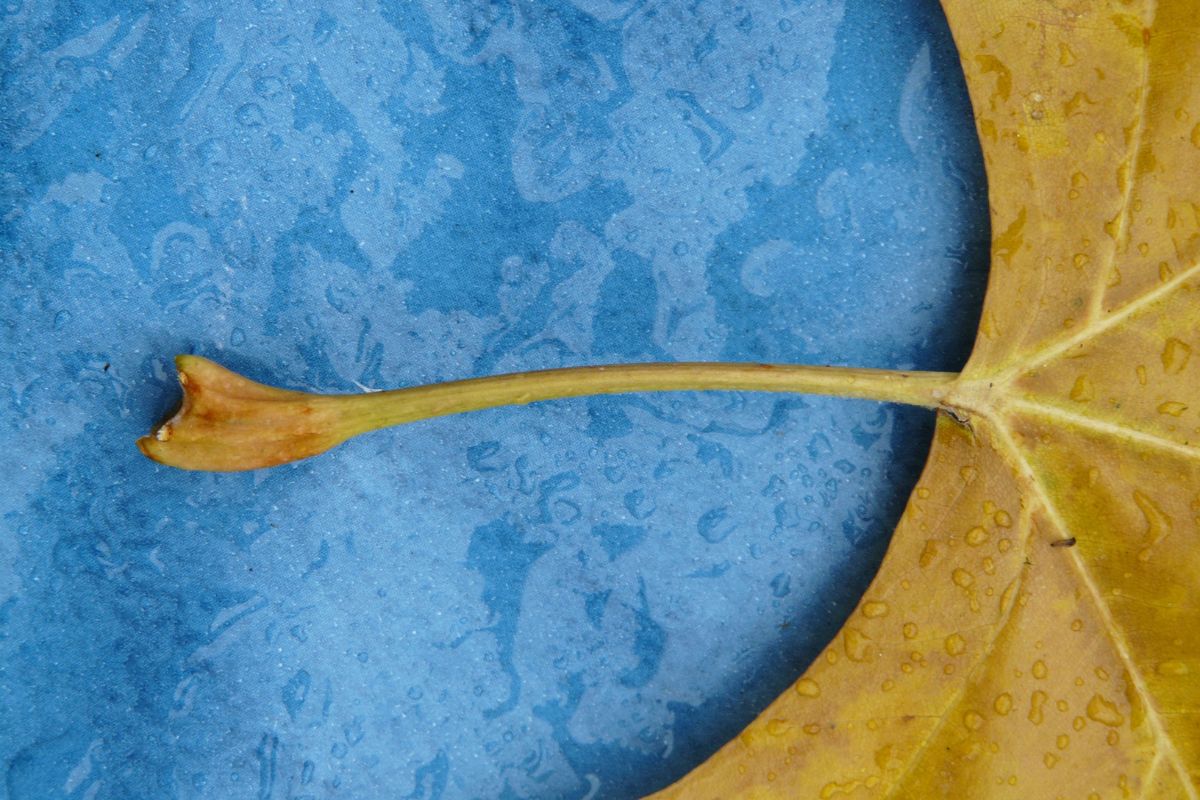 Parts of a Leaf
