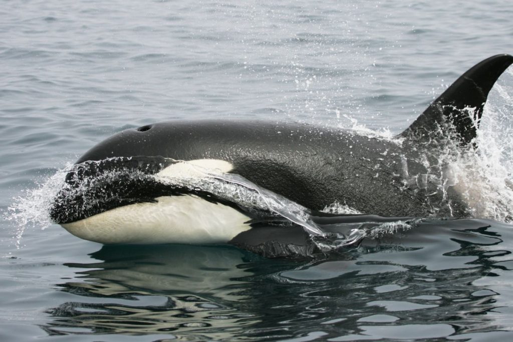 Orca (killer) whale
