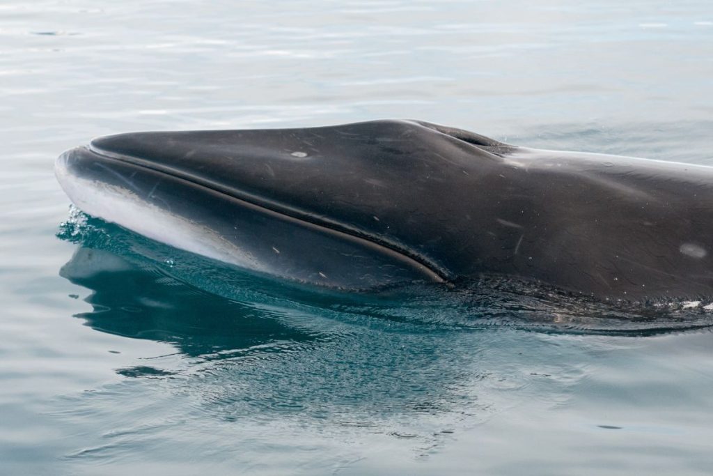 Antarctic minke whale