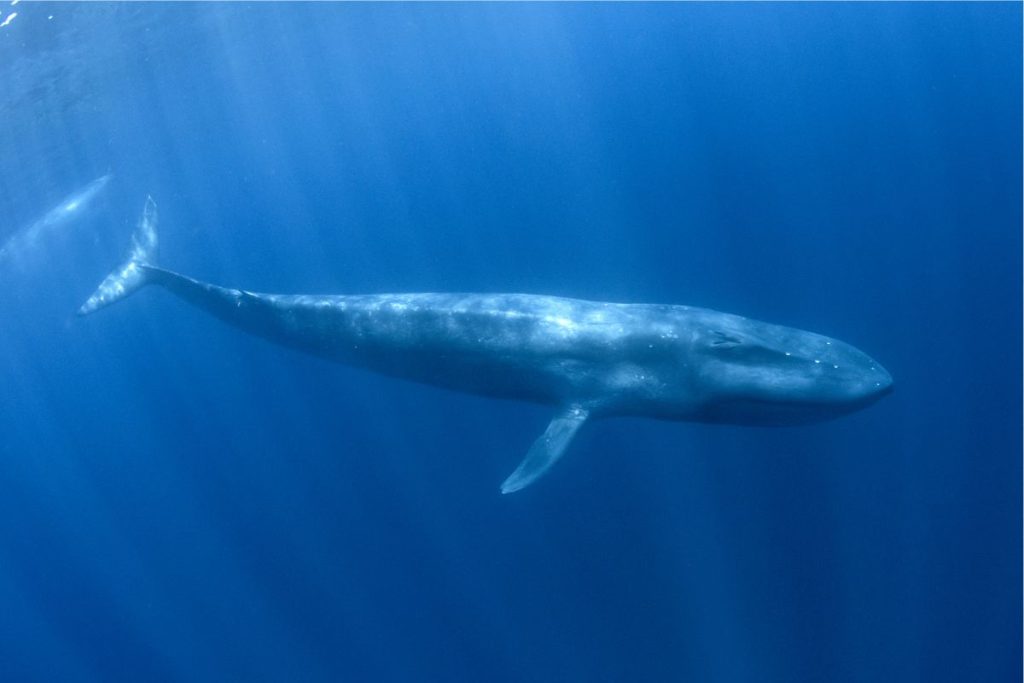 Blue whale
