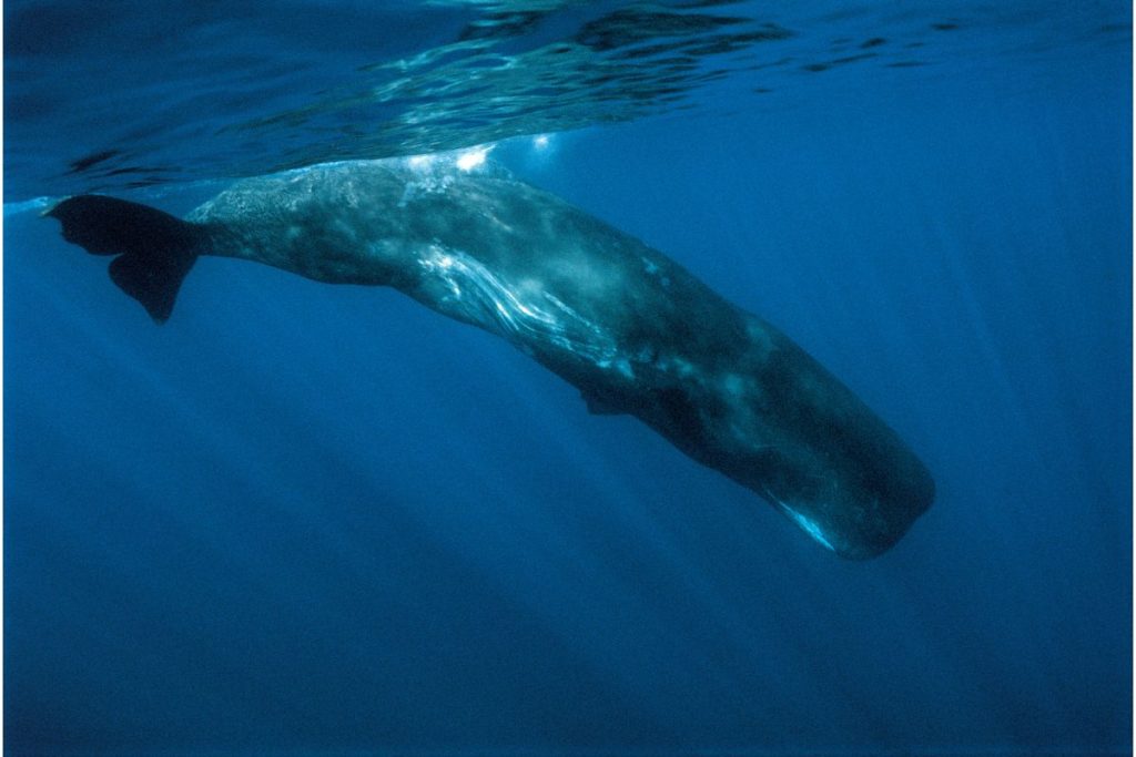 Sperm whale