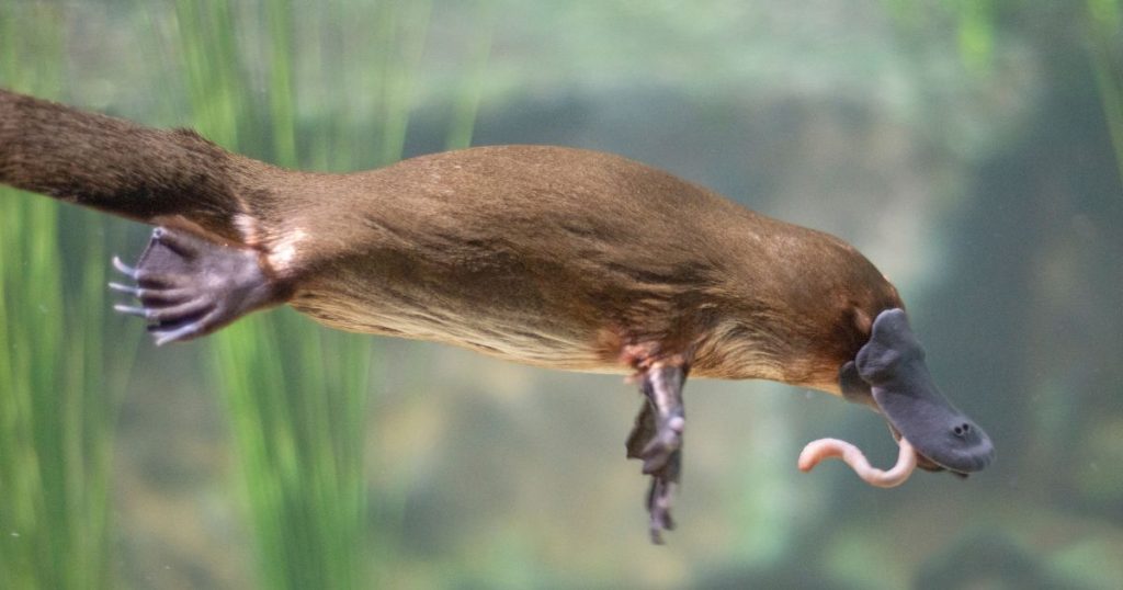 Mammals that lay eggs: platypus